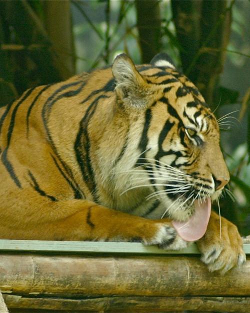 Be the Tiger